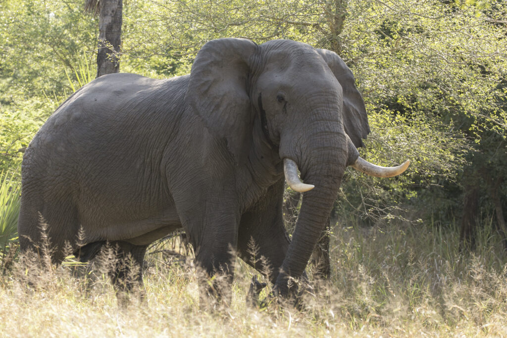 A musth male in Gorongosa, Mozambique. Credit: ElephantVoices