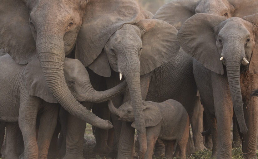 How Elephants Call Each Other by Name: Joyce Poole on a Lifetime of Listening