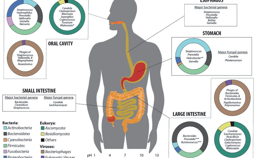 The Fascinating World of Microbes in the Human and Soil Microbiomes