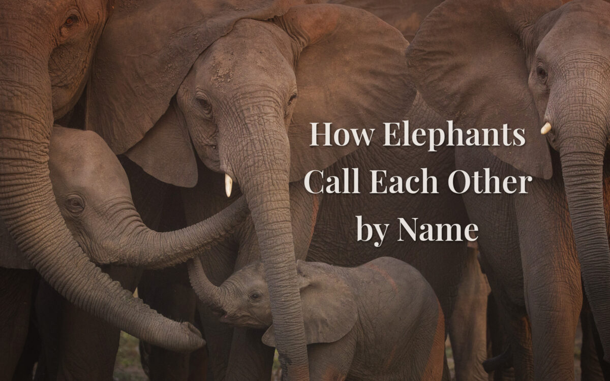 How Elephants Call Each Other by Name: Joyce Poole on a Lifetime of Listening
