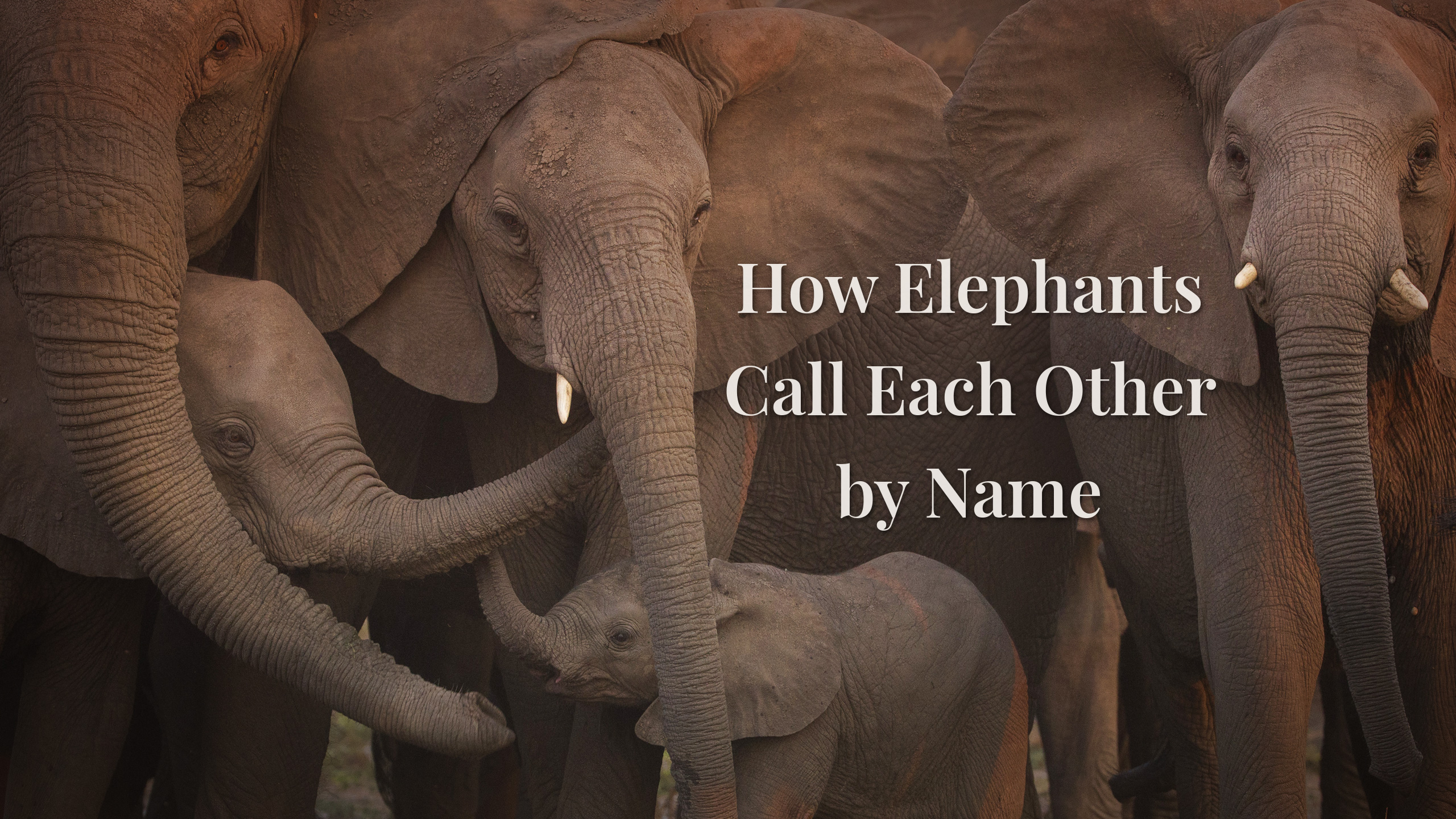 How Elephants Call Each Other by Name: Joyce Poole on a Lifetime of Listening