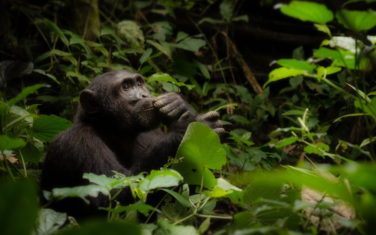 Inside the Wild Pharmacy: How Chimpanzees Use Medicinal Plants and Why It Matters for Us