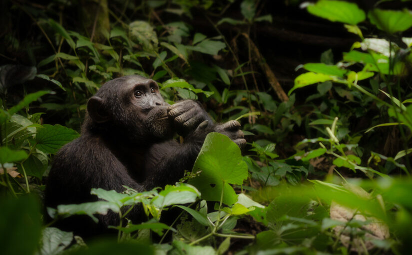Inside the Wild Pharmacy: How Chimpanzees Use Medicinal Plants and Why It Matters for Us