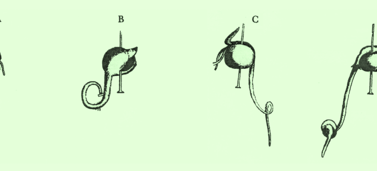 Are Plants Intelligent? An Initial Exploration