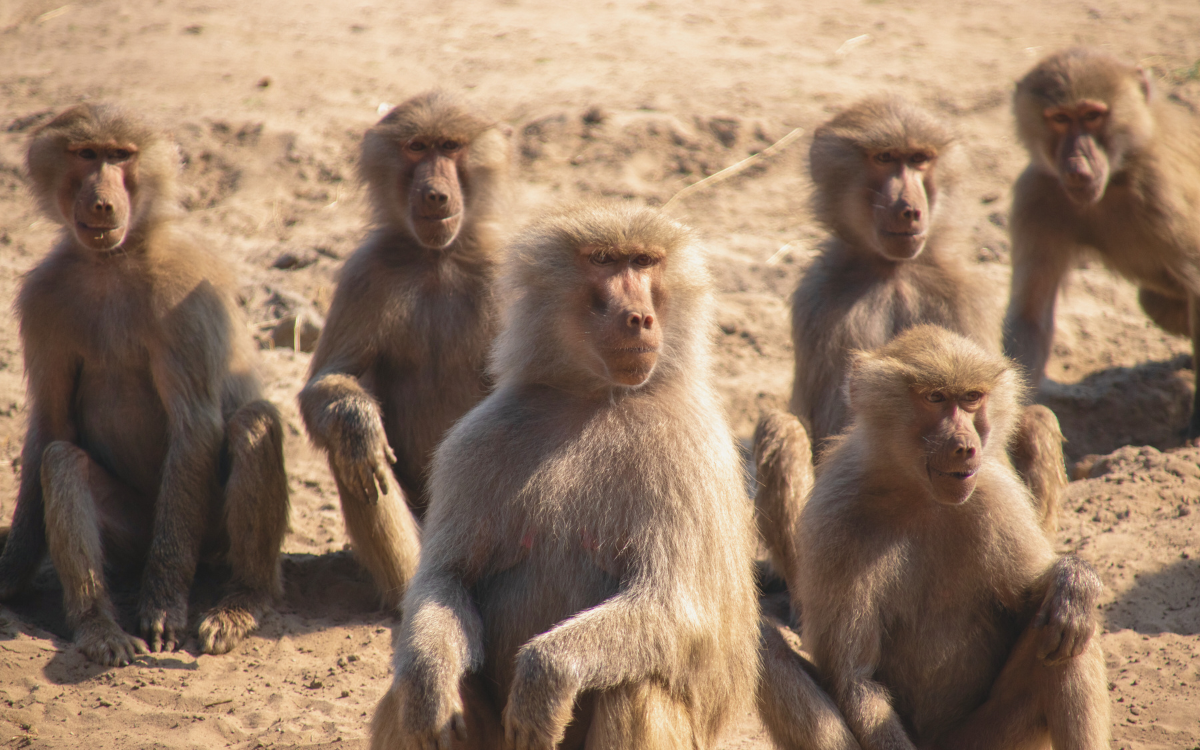The Golden Rule, Before Humans: Shirley Strum on the Wisdom of Baboons