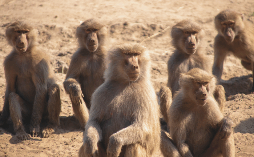 The Golden Rule, Before Humans: Shirley Strum on the Wisdom of Baboons