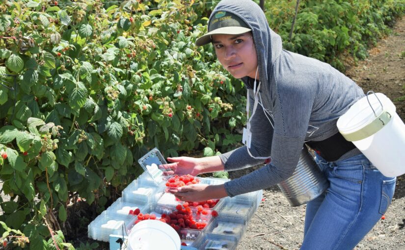 Where Have All the Farmworkers Gone?