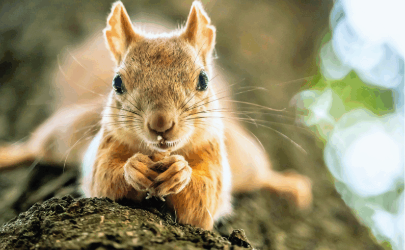 When Forgetfulness Grows Forests: The Ecological Genius of Squirrels