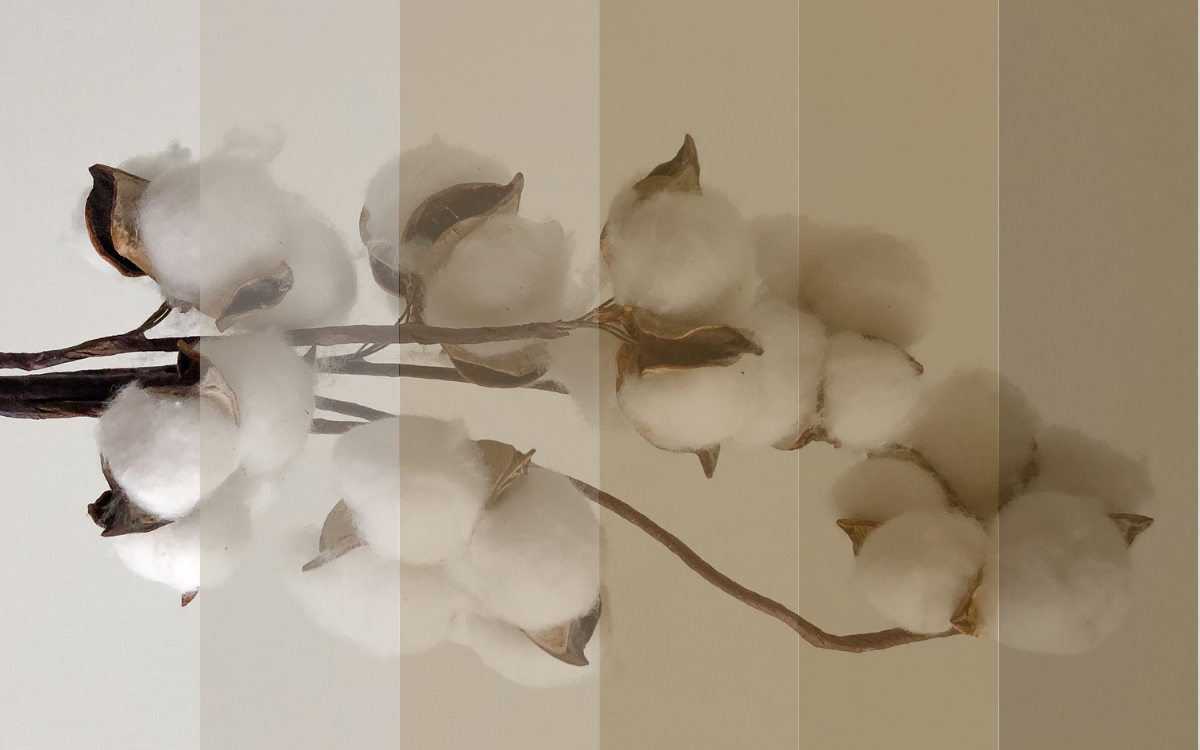 Threads of Resistance: The Women Reviving Peru’s Native Colored Cotton