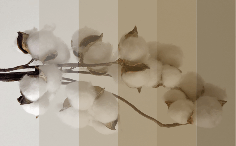 Threads of Resistance: The Women Reviving Peru’s Native Colored Cotton