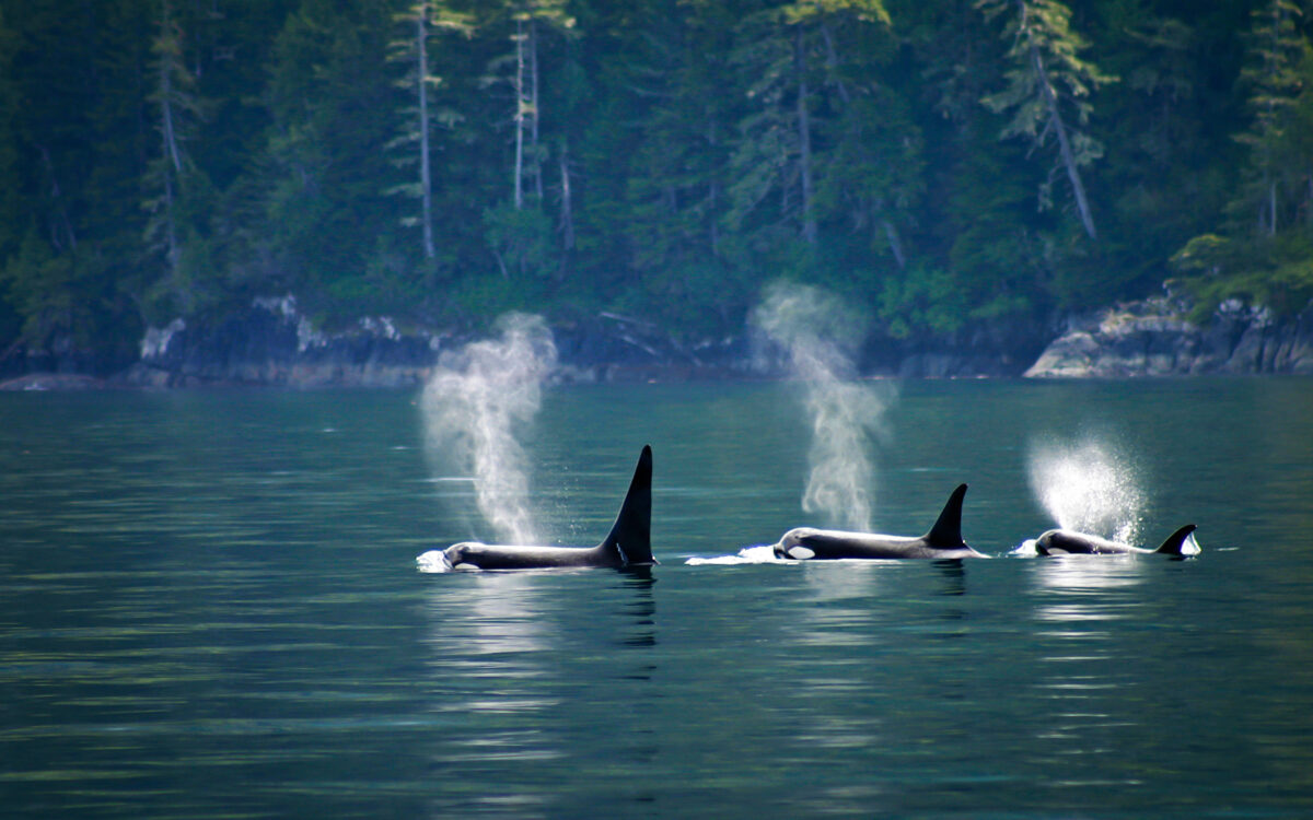 Bioneers Newsletter 11.6.25 — A River, a Whale, and a Revolution in Justice