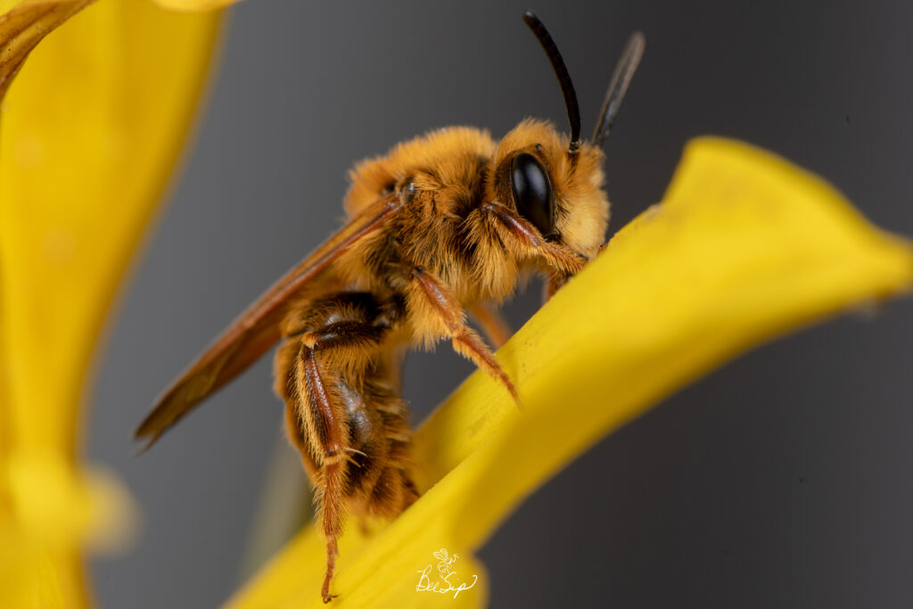 "Male Andrena prunorum (Prunus Miner Bee) on a Helianthus annuus (Common Sunflower) in Lake View Terrace, Los Angeles, California." -Krystle