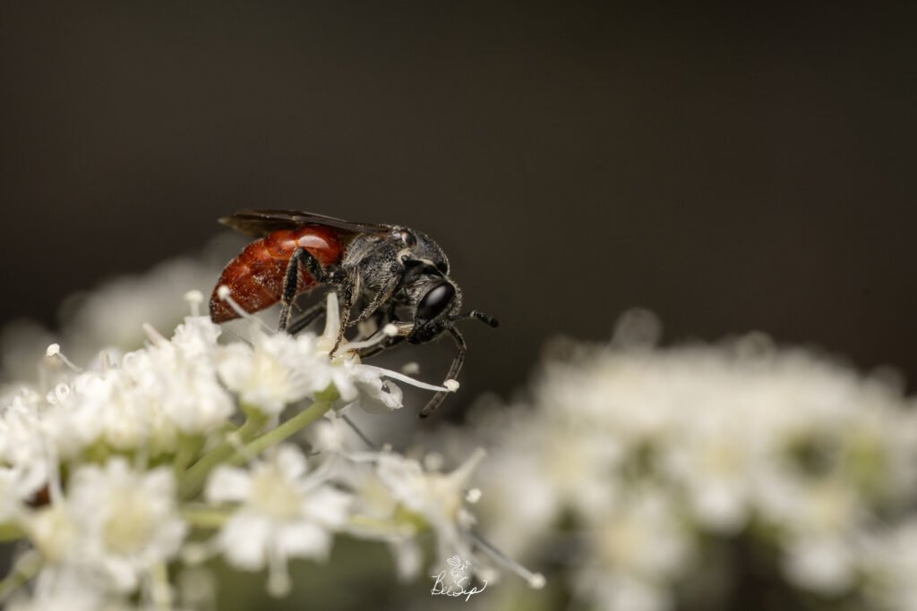 "Female Sphecodes arvensiformis on Mount Eddy in Shasta-Trinity National Forest, California." -Krystle