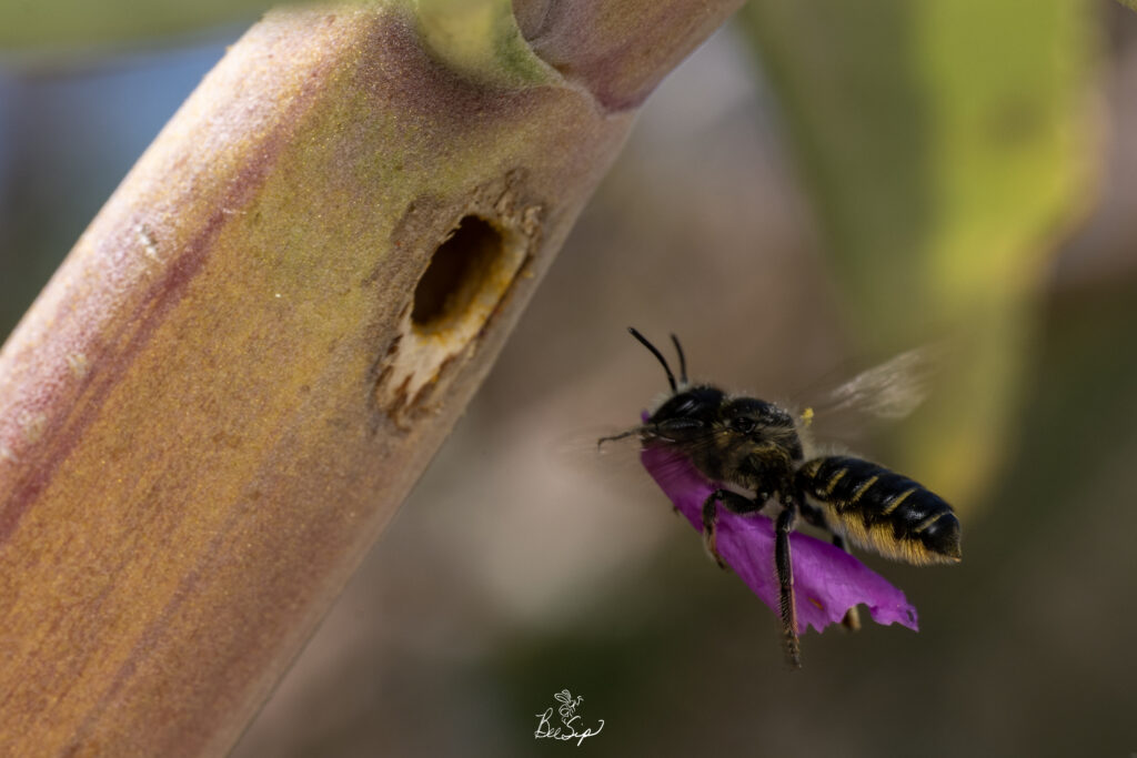 "Female Megachile montivaga (Silver-tailed Petalcutter Bee) carrying a flower petal into her nest in a Salvia stem in Moreno Valley, California." -Krystle