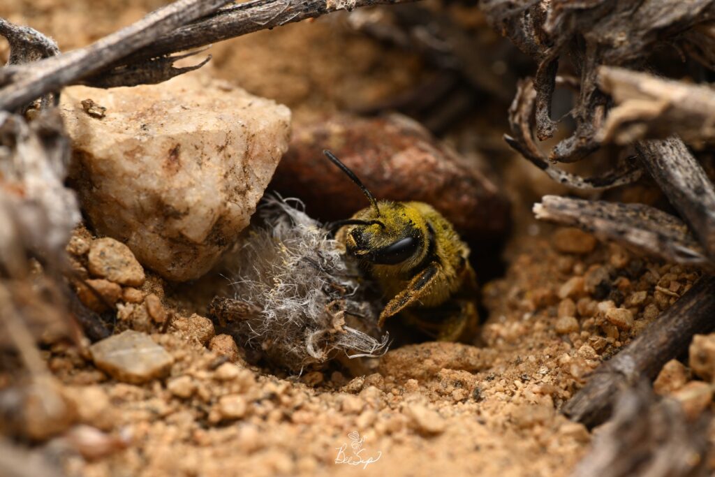 "Female Halictus farinosus (Wide-striped Sweat Bee) in her burrow at the Canyon Hills site in Verdugo Mountains in Sunland-Tujunga, California." -Krystle
