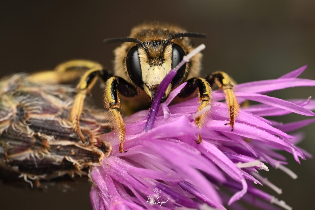 "Male Anthidium formosum sleeping on a Centaurea stoebe (Spotted Knapweed) in Sawtooth Range, Idaho." -Krystle