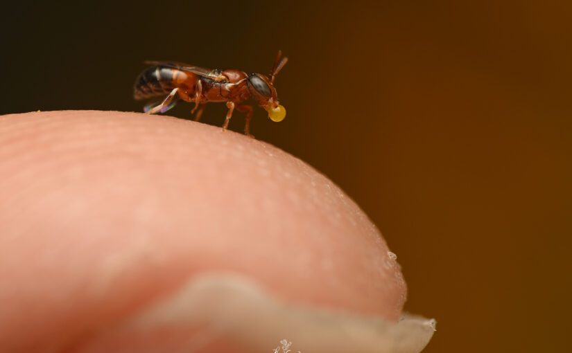 Making the Invisible Visible: Photographing Native Bees with Krystle Hickman