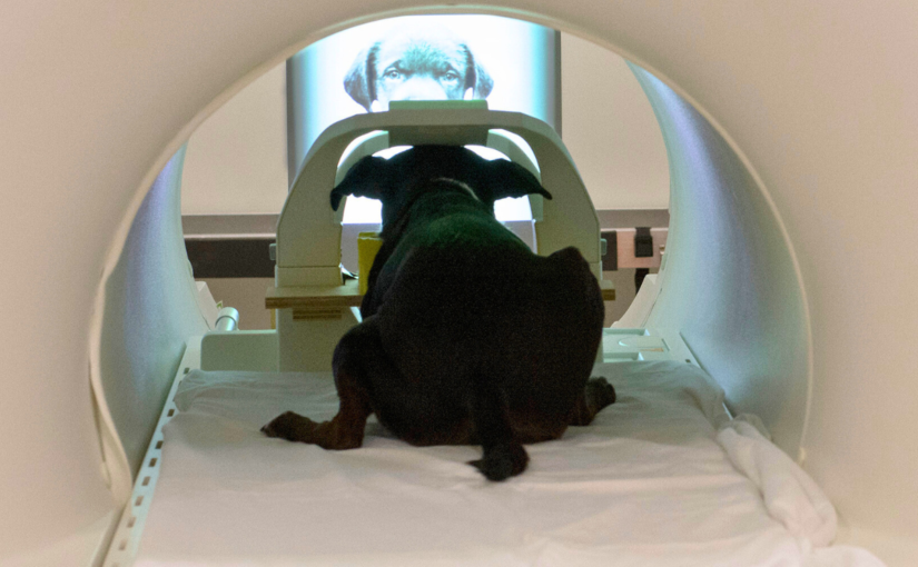 What Neuroscience Reveals About Animal Minds