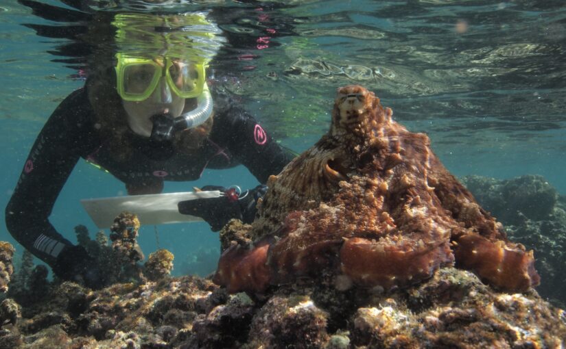 To Be Seen by an Octopus: Sy Montgomery on Attention and Kinship