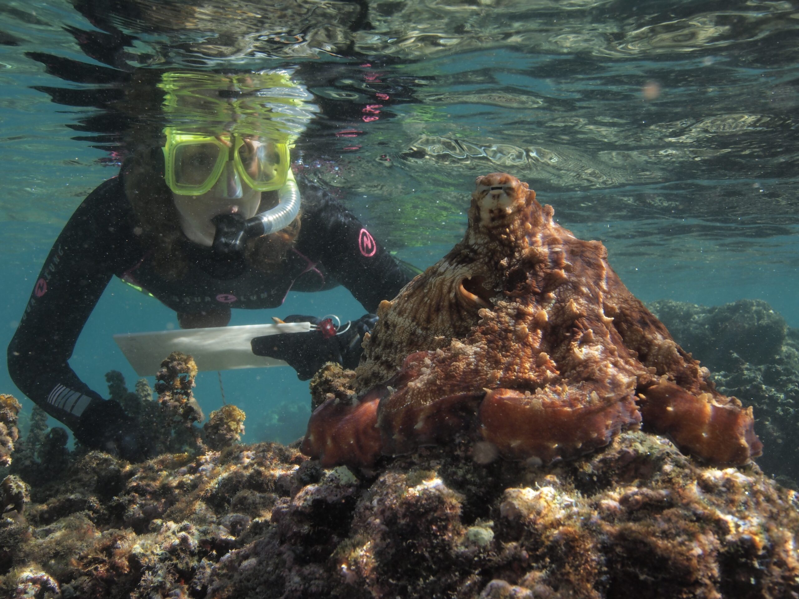 Sy underwater with a wild Pacific Blue Octopus in Moorea. Photo by David Scheel. 