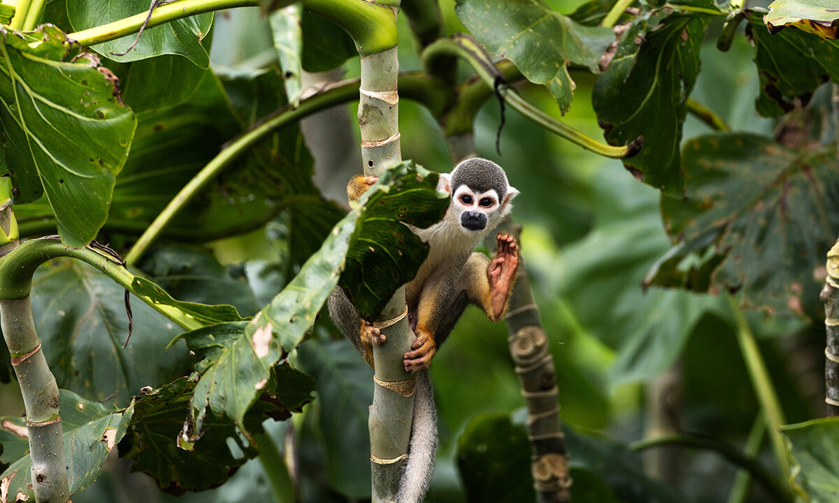 More than Human Life: Advancing Rights for The Natural World