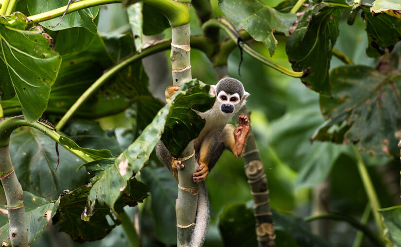 More than Human Life: Advancing Rights for The Natural World