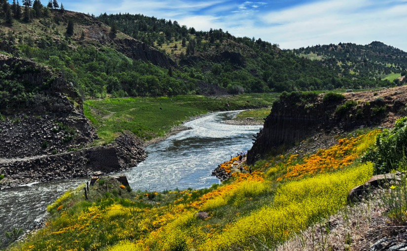 Reconnecting the River