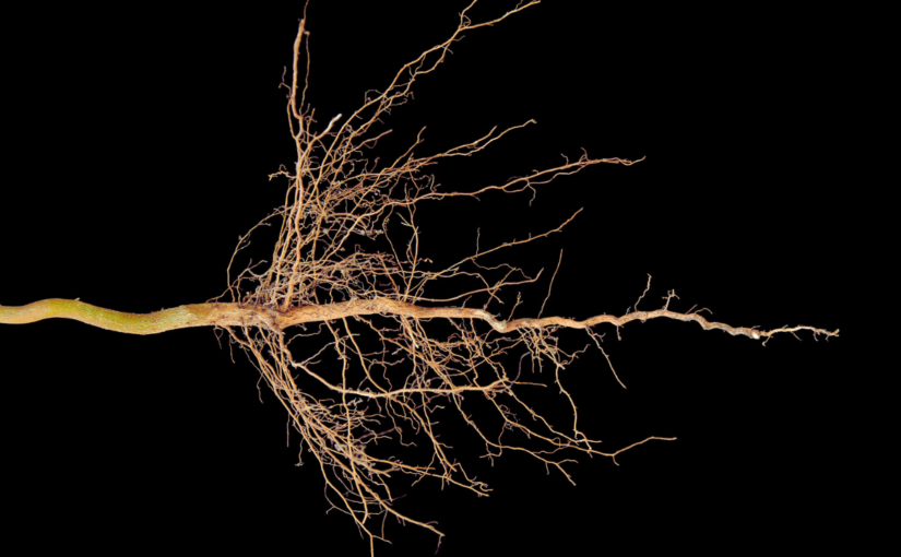 Are Neurons Overrated? Rethinking Consciousness with Michael Pollan