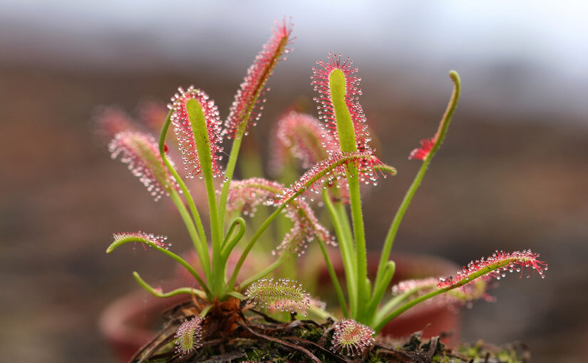 What if Plants are Conscious?