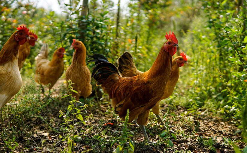 How the Chicken Crossed the Road to Build a Regenerative Food System