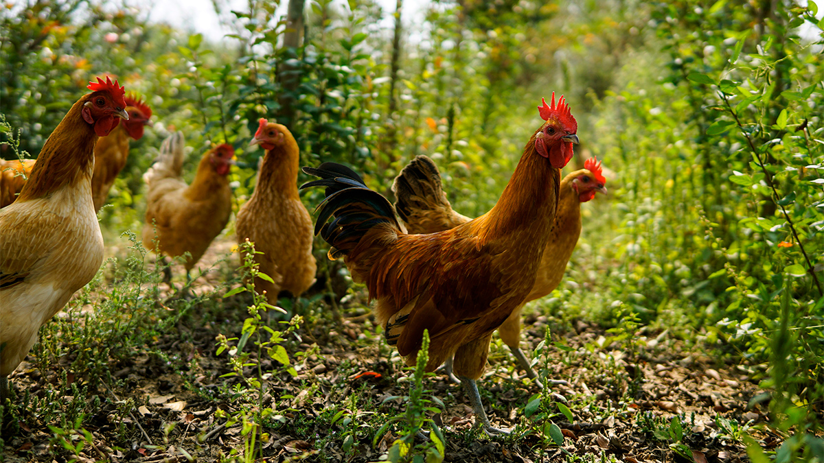 Photo: ZCOOL HelloRF / Shutterstock