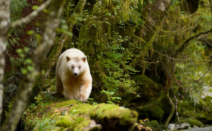 How Would Nature Do It?