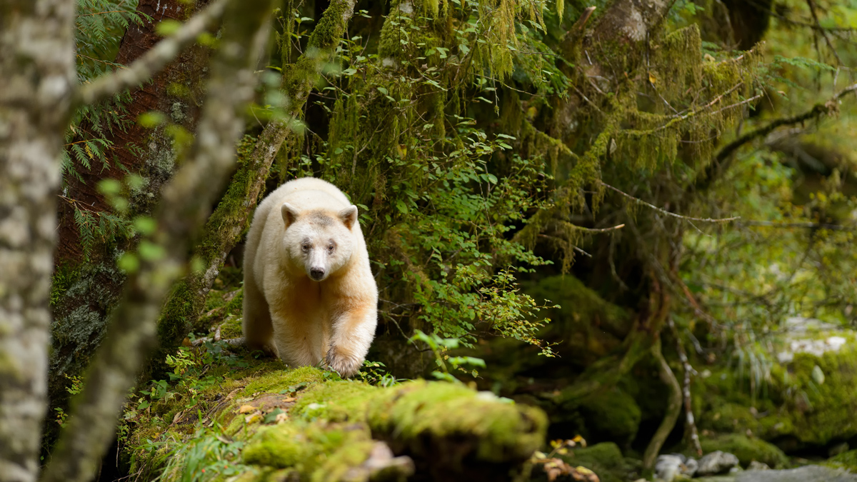 Photo: NaturesMomentsuk / Shutterstock