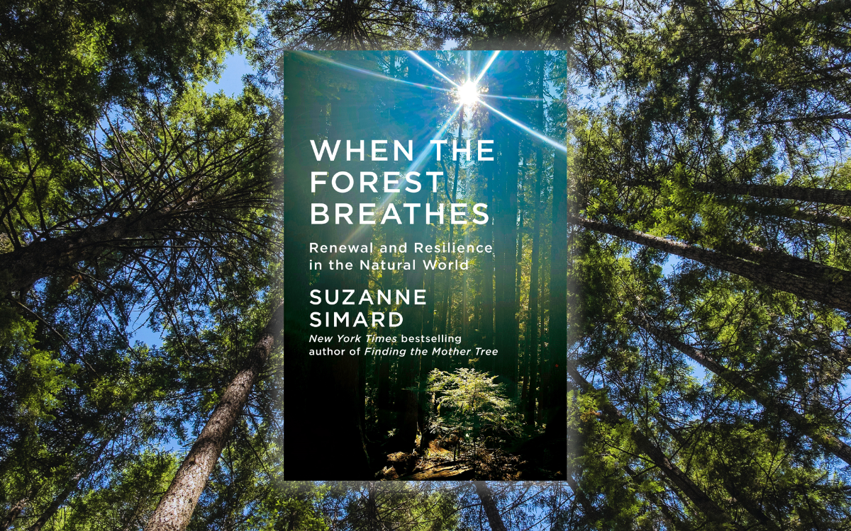 When the Forest Breathes: Suzanne Simard on Regeneration and Relationship