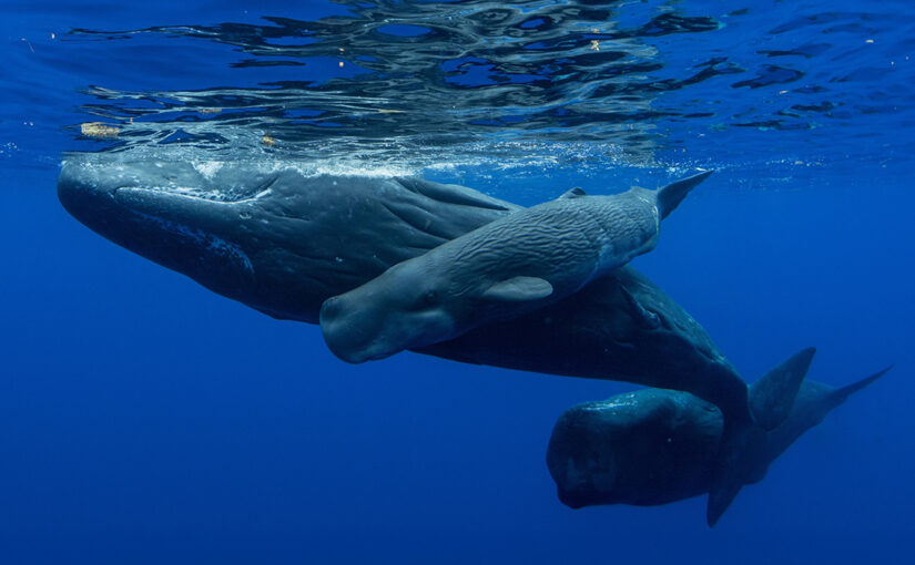 The Quest to Decode Whale-speak
