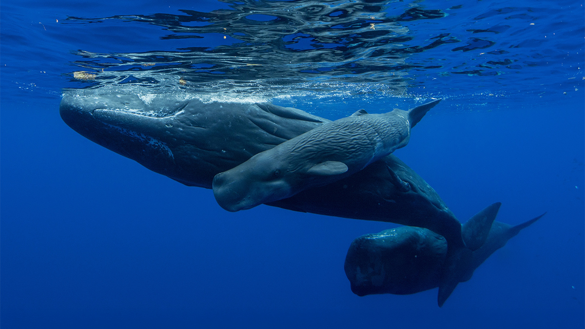 Photo: ohrim / Shutterstock