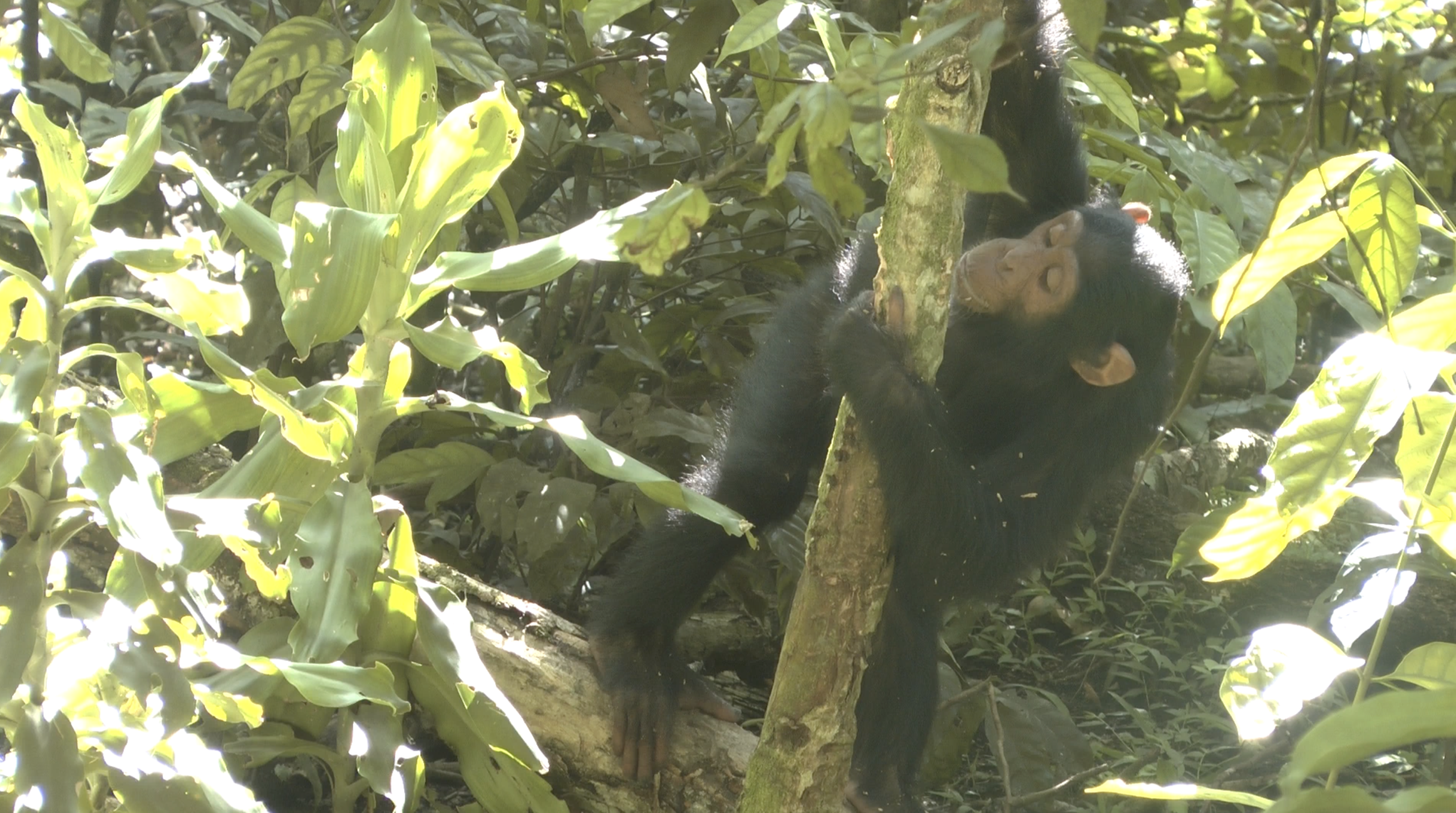Ozzie the Chimp eating the bark of a medicinal tree. Photo courtesy Elodie Freymann