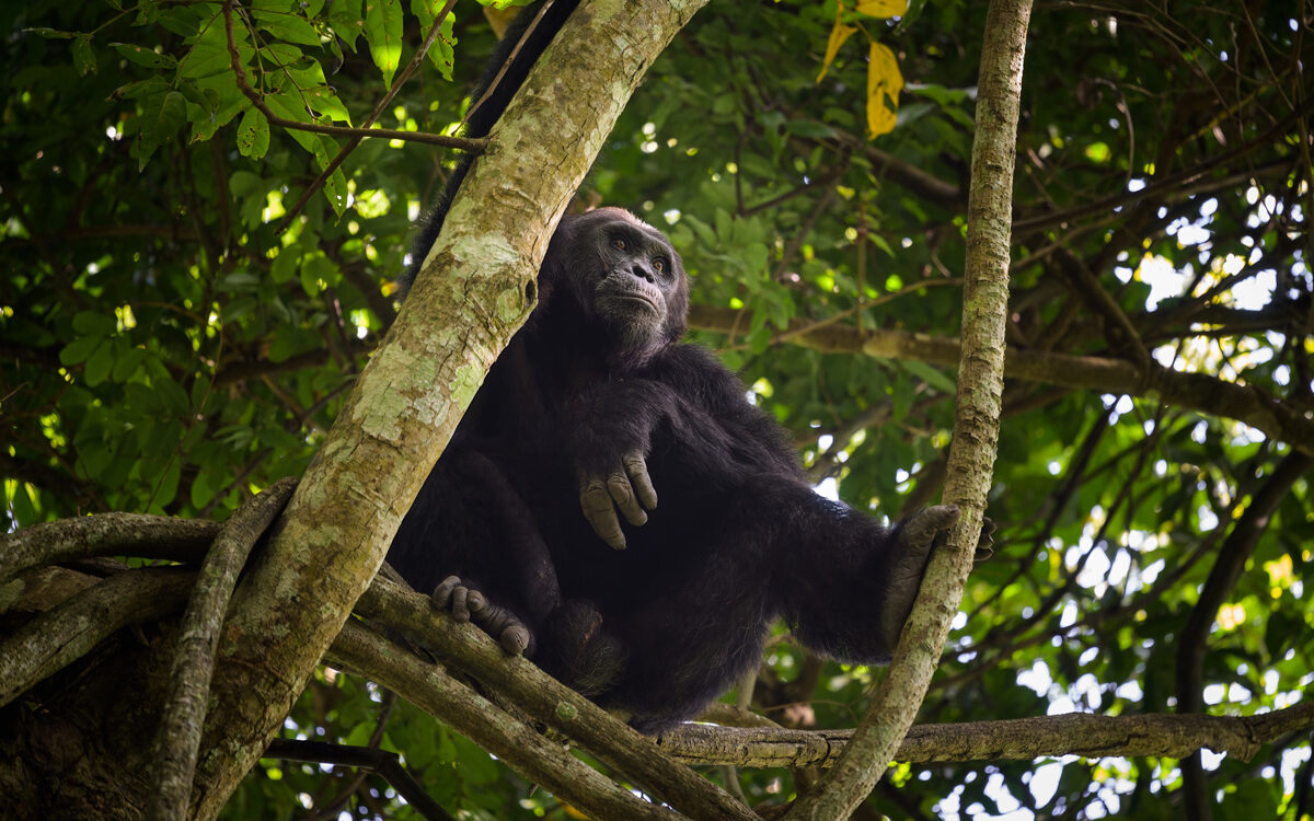 Wild Pharmacies: How Animals Heal Themselves