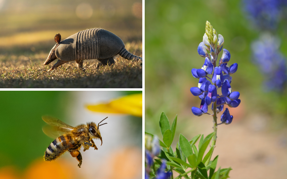The Nature of Trust: What Biomimicry Can Teach Us About Building Trust