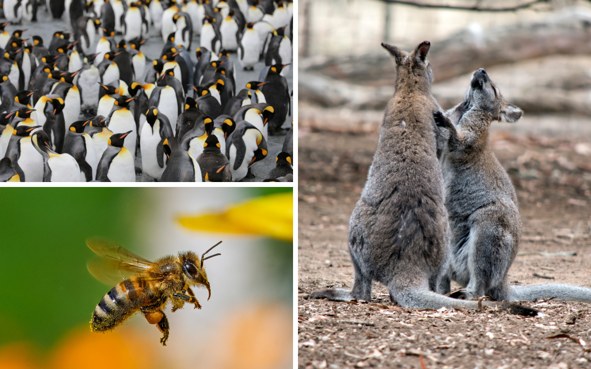 The Nature of Trust: What Biomimicry Can Teach Us About Building Trust